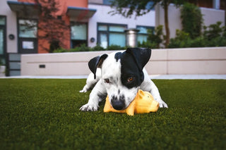 Pet Area