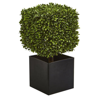 UltimateLeaf Boxwood Artificial Plant in Black Planter