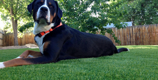 Tampa Pet Artificial Grass