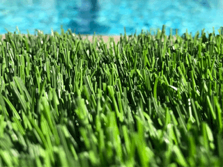 Tampa Artificial Grass Wholesale Distributor