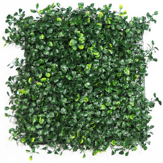 UltimateLeaf Boxwood Gold