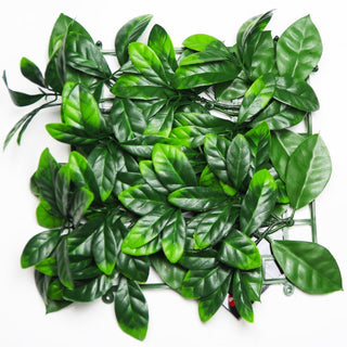UltimateLeaf Schefflera