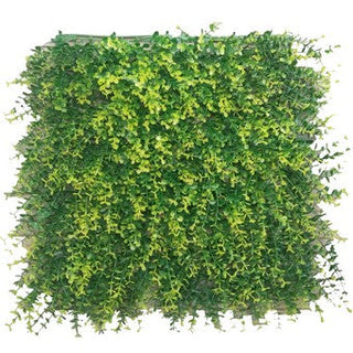 UltimateLeaf Ficus Light