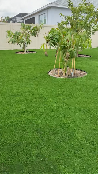 TropicoLawn Majestic Olive ($1.69 sqft)